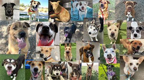 Mcacc adoptable dogs - Maricopa County Animal Care & Control, Phoenix, Arizona. 65,009 likes · 3,255 talking about this · 35,146 were here. Serving the pets and people of...